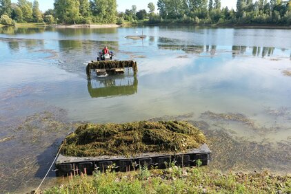 Entkrautung Greisbachsee Mäharbeiten auf dem Greisbachsee mit dem Truxor